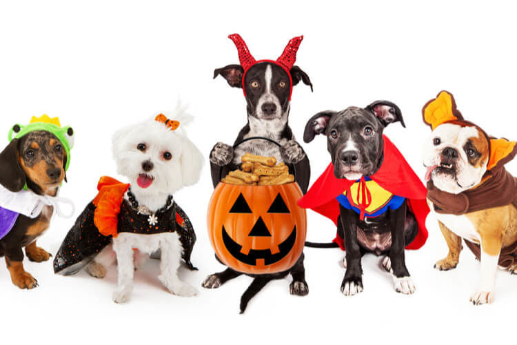 Celebra Halloween seguro con Firulais