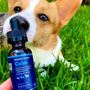 Honest Paws CBD Oil for Dogs