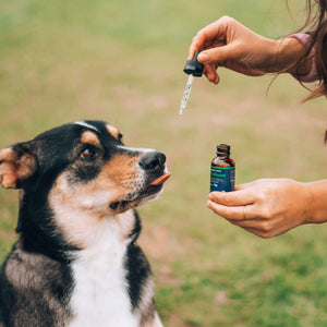 Honest Paws CBD Oil for Dogs