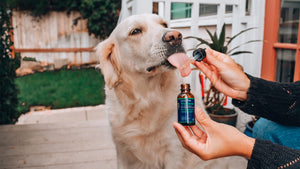 Honest Paws CBD Oil for Dogs